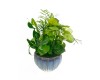 Dish Garden 6" Ceramic